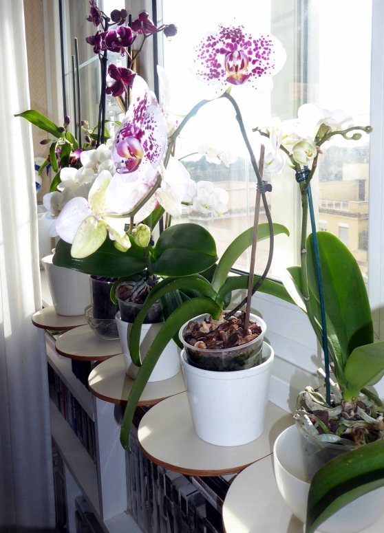 2_orchidee